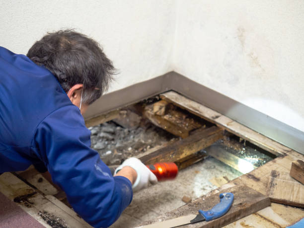 Best Mold Cleaning Services  in Goldens Bridge, NY