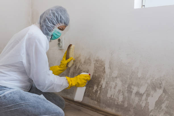 Best Attic Mold Removal  in Goldens Bridge, NY