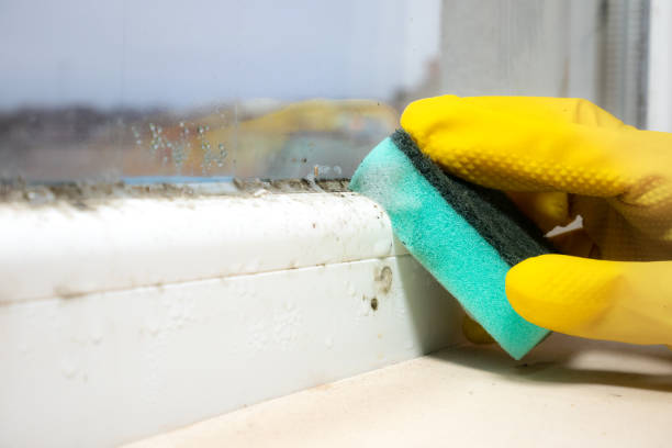 Attic Mold Removal in Goldens Bridge, NY