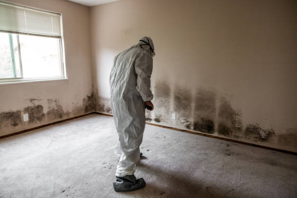 Professional Mold Removal in Goldens Bridge, NY
