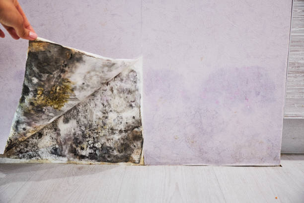 Best Local Mold Removal Service  in Goldens Bridge, NY